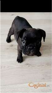 Francuski buldog